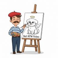 best aotw picture award 